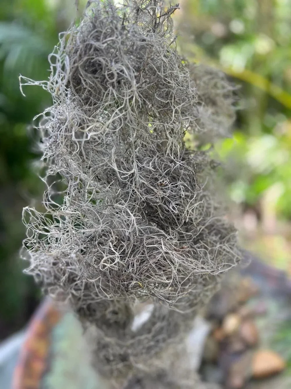 Organic Cured Spanish Moss Air Plant Overstuffed 1 Gallon Bag Craft Decor